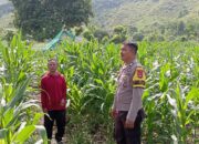 Sinergi Polisi dan Petani di Desa Soro, Lahan 2 Hektare Siap Panen 20 Ton Jagung