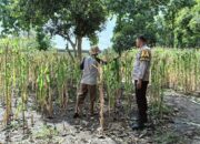 Semangat Ketahanan Pangan! Polsek Woja Dampingi Petani Jagung Menuju Panen Optimal