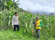 Semangat Ketahanan Pangan! Polsek Manggelewa Dampingi Petani Jelang Masa Panen
