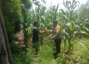 Bhabinkamtibmas Desa Rhee Pantau Langsung Pertumbuhan Jagung Hibrida Milik Warga