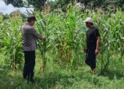 Polsek Labuapi Kawal Optimalisasi Lahan Jagung di Karang Bongkot