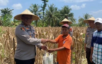 Sinergi Polri dan Petani Sekotong: Wakapolres Lombok Barat Pimpin Langsung Panen Jagung Ruby