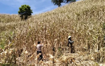 Polri Turun ke Ladang, Kawal Panen Raya Jagung 5 Ton di Sekotong demi Ketahanan Pangan Nasional