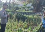 Bhabinkamtibmas Desa Karang Bongkot Turun ke Sawah, Kawal Langsung Panen dan Stok Gudang Petani
