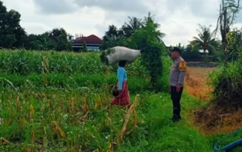 Kawal Petani di Ladang Jagung, Langkah Nyata Polres Lombok Barat Wujudkan Kedaulatan Pangan Nasional
