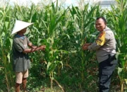 Polri Turun ke Sawah! Bhabinkamtibmas Desa Bagik Polak Barat Kawal Petani Wujudkan Swasembada Pangan