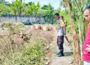 Cara Budidaya Tanaman Palawija untuk Ketahanan Pangan