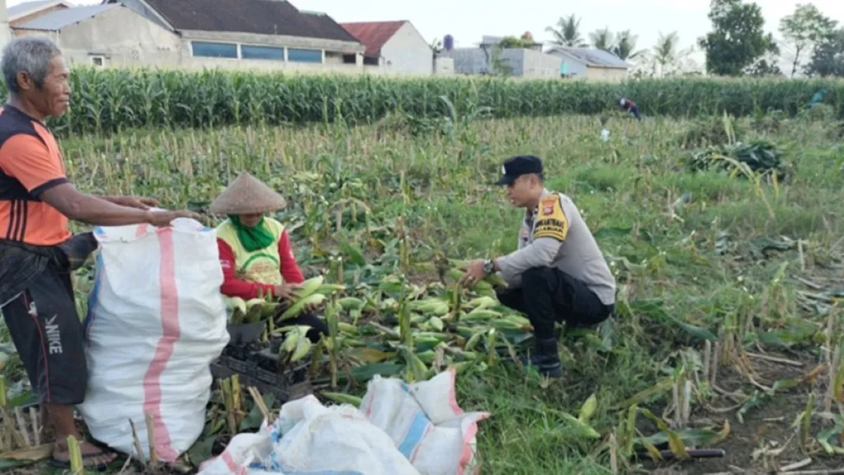 Aksi Nyata Polri di Lombok Barat: Dampingi Petani Panen Jagung untuk Perkuat Swasembada Pangan