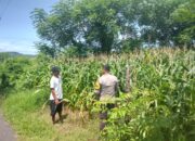 Bhabinkamtibmas Doropeti Pantau Lahan Jagung 3 Hektar, Wujud Nyata Dukungan Ketahanan Pangan Nasional