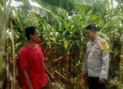 Kapolsek Hu’u Apresiasi Peran Aktif Bhabinkamtibmas dalam Program Ketahanan Pangan