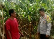 Dukung Ketahanan Pangan Nasional, Bhabinkamtibmas Desa Rasabou Pantau Lahan Jagung Warga di So Kuta