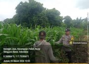 Bhabinkamtibmas Desa Beringin Jaya Beri Semangat Petani, Ketahanan Pangan Terus Didorong