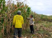 Dukung Ketahanan Pangan Nasional, Bhabinkamtibmas Polsek Manggelewa Pantau Panen Jagung Warga di Kwangko