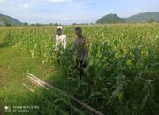 Kapolsek Pajo Tegaskan Bhabinkamtibmas Siap Kawal Hasil Panen Petani Hingga ke Bulog