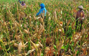 Polri Mendukung Program Ketahanan Pangan Nasional Guna Mempererat Sinergitas Dengan Masyarakat Dalam Mendukung Sektor Pertanian Khususnya Jagung