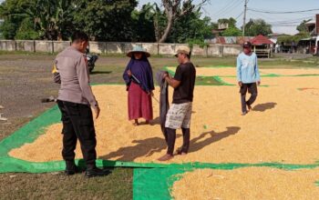 Bhabinkamtibmas Desa Konte Kawal Ketahanan Pangan, Siap Dampingi Hasil Panen Warga Hingga Gudang Bulog