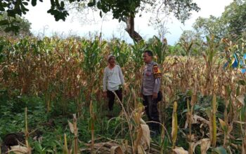 Pantau Panen Jagung Warga, Bhabinkamtibmas Desa Kampasi Meci Dukung Ketahanan Pangan Nasional