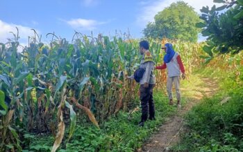 Pantau Panen Jagung Warga, Bhabinkamtibmas Desa Nangamiro Dukung Ketahanan Pangan Nasional