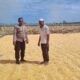 Dalam rangka mendukung Program Ketahanan Pangan Nasional menuju Indonesia Emas 2045, Bhabinkamtibmas Desa Kramat Polsek Kilo, AIPDA M. Nursalam, melaksanakan kegiatan pemantauan lahan jagung milik warga binaannya di Dusun Pali, Desa Kramat, Kecamatan Kilo, Kabupaten Dompu, Selasa (24/3/2026) pukul 10.38 Wita.  Kegiatan tersebut dilakukan pada lahan jagung milik H. Abidin (57), dengan luas sekitar 1 hektare. Tanaman jagung varietas Ruby tersebut saat ini telah memasuki usia 120 hari dan dalam proses penjemuran hasil panen. Estimasi hasil panen mencapai kurang lebih 8,5 ton.  Dalam pelaksanaannya, AIPDA M. Nursalam turut memberikan motivasi serta pembinaan kepada warga binaannya agar terus meningkatkan produktivitas pertanian. Ia juga mengimbau agar petani tetap menjaga kualitas hasil panen serta memanfaatkan lahan secara optimal guna mendukung ketahanan pangan.  “Kami mengajak para petani untuk terus semangat dalam bertani, karena sektor pertanian memiliki peran penting dalam menjaga ketersediaan pangan dan meningkatkan kesejahteraan masyarakat,” ujar AIPDA Nursalam.  Kapolsek Kilo, IPTU Rusnadin, S.H., menyampaikan bahwa kehadiran Bhabinkamtibmas di tengah masyarakat tidak hanya untuk menjaga keamanan, tetapi juga sebagai bentuk dukungan terhadap program pemerintah, khususnya di bidang ketahanan pangan.  “Melalui kegiatan pemantauan ini, kami ingin memastikan bahwa para petani mendapatkan perhatian dan pendampingan, sehingga hasil pertanian dapat maksimal dan berkontribusi bagi ketahanan pangan daerah,” ungkapnya.  Sementara itu, Kapolres Dompu AKBP Sodikin Fahrojin Nur, S.I.K melalui Kasi Humas Polres Dompu IPTU I Nyoman Suardika menegaskan bahwa jajaran Polres Dompu terus berkomitmen mendukung sektor pertanian sebagai bagian dari program strategis nasional.  “Polri akan terus hadir di tengah masyarakat untuk memberikan dukungan nyata, termasuk dalam sektor pertanian. Pendampingan kepada petani diharapkan mampu meningkatkan produksi serta memperkuat ketahanan pangan nasional,” jelasnya.  Dengan sinergi antara aparat kepolisian dan masyarakat, diharapkan program ketahanan pangan dapat berjalan optimal dan memberikan manfaat nyata bagi kesejahteraan masyarakat, khususnya di Kabupaten Dompu.
