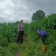 Dukung Ketahanan Pangan Nasional,Bhabinkamtibmas Buer Motivasi Petani Jagung