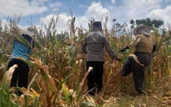 Peran Aktif Bhabinkamtibmas, Panen Jagung Warga Hu’u Capai Hasil Optimal