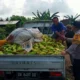 Langkah Nyata Polri di Lombok Barat: Jamin Kelancaran Rantai Pasok Pangan dari Desa ke Pasar