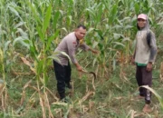 Bhabinkamtibmas Bagik Polak Bantu Petani Jagung Rawat Lahan
