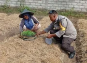 Bukan Sekadar Jaga Keamanan, Aksi Nyata Polisi di Lombok Barat Dorong Produktivitas Petani Lokal