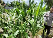 Polsek Labuapi Ubah Lahan Tidur Jadi Lumbung Pangan Desa