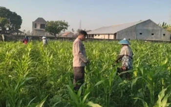 Polsek Labuapi Dorong Petani Kuranji Dalang Capai Swasembada Pangan