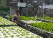 Lahan Sempit Jadi Cuan, Warga Desa Bengkel Sulap Pekarangan Jadi Kebun Hidroponik Produktif