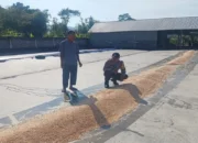 Ketahanan Pangan, Polsek Gerung, Polres Lombok Barat, Desa Dasan Tapen, Petani Jagung, Pasca Panen, Bhabinkamtibmas