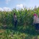 Kapolsek Selong Cek Lokasi Panen Jagung, Siapkan Rencana Panen Raya di Lombok Timur