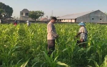 Sinergi Bhabinkamtibmas dan Petani Kuranji Dalang: Strategi Lokal Wujudkan Swasembada Pangan