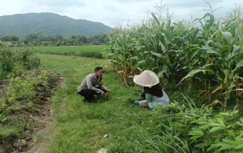 Sinergi Polri dan Petani, Bhabinkamtibmas Desa Babussalam Kawal Ketahanan Pangan di Dusun Bangket Bawak