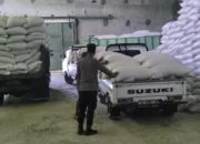 Petani Sekotong Bernapas Lega, Ribuan Kilogram Jagung Berhasil Tembus Standar Ketat Bulog dengan Pengawalan Polri