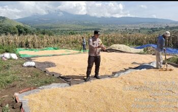 Bhabinkamtibmas Seruni Mumbul Monitoring Panen Jagung Warga di Pringga baya