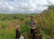 Monitoring Panen Jagung, Bhabinkamtibmas Desa Wakan Pastikan Kegiatan Warga Berjalan Lancar