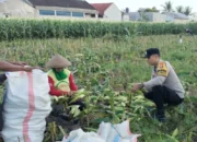 Sinergi Bhabinkamtibmas dan Warga Labuapi, Mengubah Pekarangan Menjadi Lumbung Pangan Keluarga