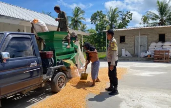 Sinergi Polri dan Petani Sekotong, Akselerasi Ketahanan Pangan Melalui Optimalisasi Panen Jagung di Desa Batu Putih