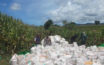 Bhabinkamtibmas Desa Nusa Jaya Dampingi Petani Panen Jagung, Dukung Ketahanan Pangan Nasional
