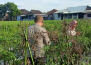 Bhabinkamtibmas Masbagik Utara Sambangi Petani, Ajak Warga Jaga Ketahanan Pangan dan Kamtibmas