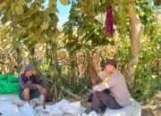 Dampingi Petani Jagung, Bhabinkamtibmas Desa Lasi Perkuat Ketahanan Pangan di Kecamatan Kilo