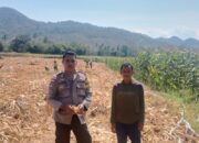 Polsek Pajo Dorong Ketahanan Pangan, BKTM Pantau Langsung Lahan Jagung Warga
