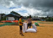 Lakukan Pemantauan Panen Jagung, Dukung Program Ketahanan Pangan Nasional