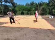 Lakukan Pemantauan Panen Jagung, Bhabinkamtibmas Dorong Distribusi Jagung ke Bulog