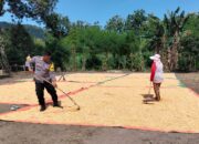 Lakukan Pemantauan Panen Jagung, Bhabinkamtibmas Dorong Distribusi Jagung ke Bulog