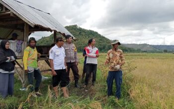 Polri Untuk Masyarakat, Bhabinkamtibmas Polres Bima Kota Dampingi Petani Saat Panen Raya
