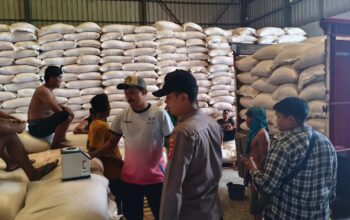 Langkah Strategis Amankan Pangan, Puluhan Ton Jagung Hasil Panen Lombok Barat Resmi Masuk Bulog