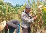 Optimalkan Potensi Agraria, Polsek Batulayar Edukasi Warga Manfaatkan Lahan Pekarangan untuk Budidaya Jagung